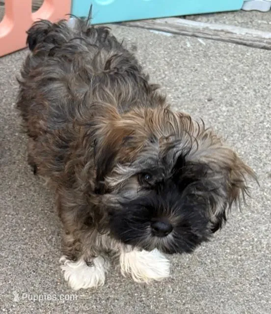 George (sold) - Image 2