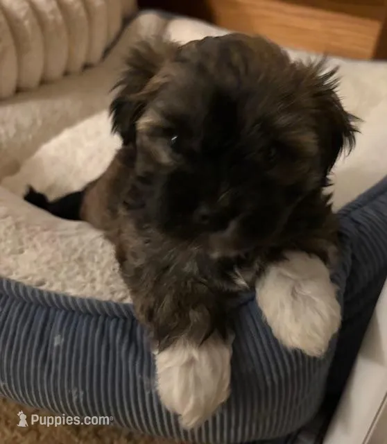 George (sold) - Image 3